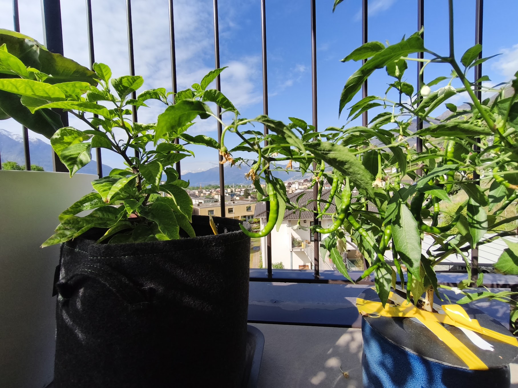 Pepper plants on balcony in Gordola