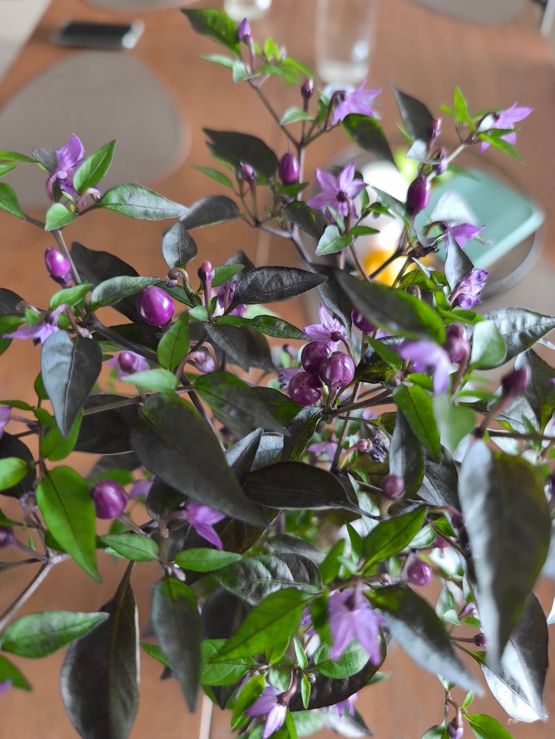 Bolivian Rainbow pepper plant with purple fruits