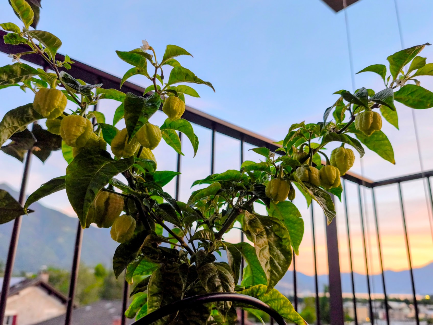 Borg9 plant loaded with fruits on a balcony at sunset with Alpine backdrop