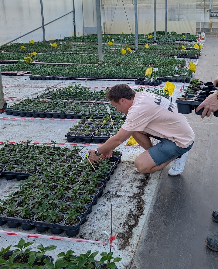 Working with pepper seedlings in the greenhouse